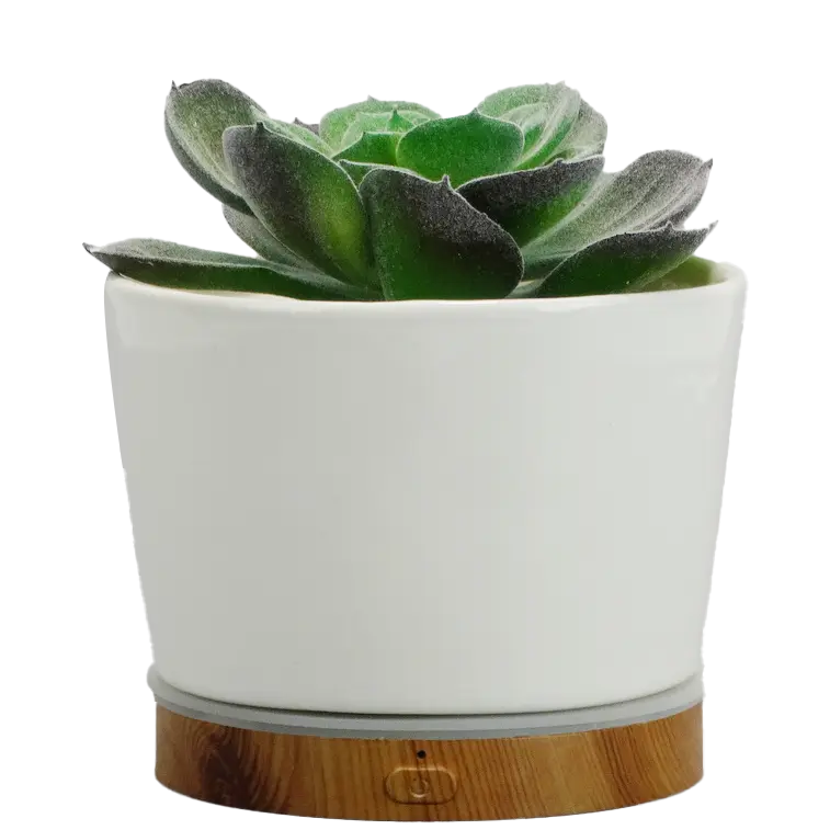 Green-Life ceramic fan diffuser GL24EW751 with succulent decoration concept combining plant style aesthetics and airflow fragrance diffusion for lifestyle retail programs.